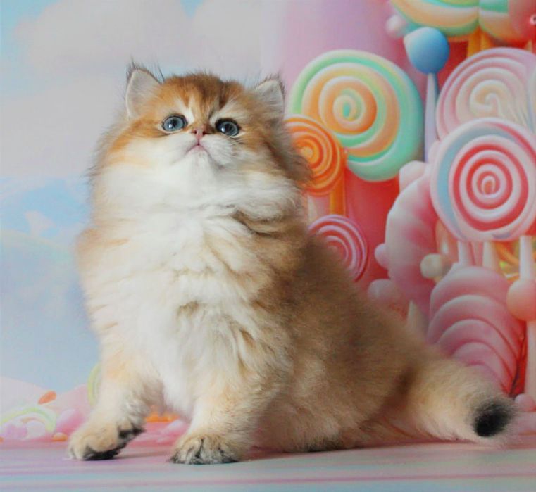 Дівчинка британської породи готова переїхати у ваш дім