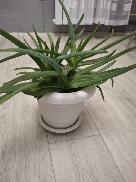 Продам молоду квітку алоє