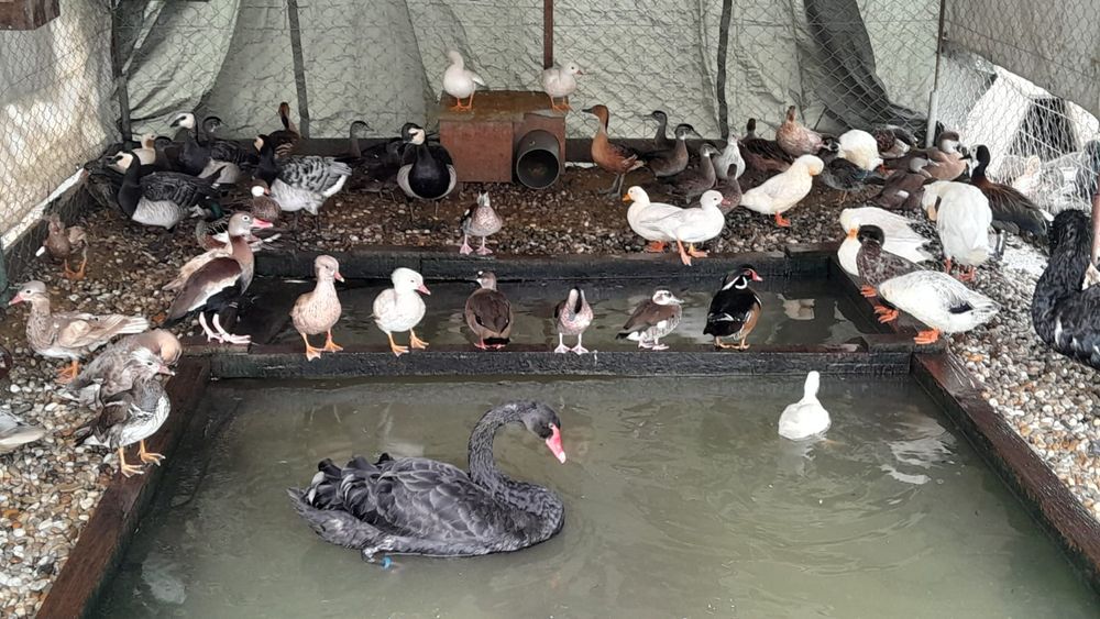 Aves patos mandarim branco, canela, vermelho, normal  .carolinos cinza