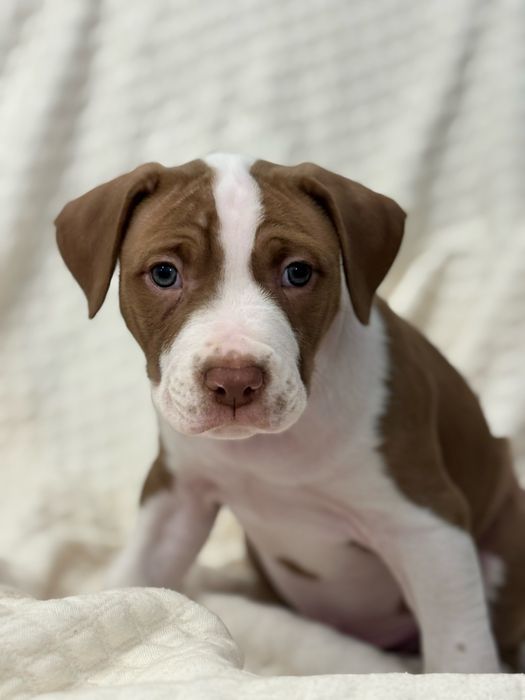 Продам щенят питбультерьер!Одесса!