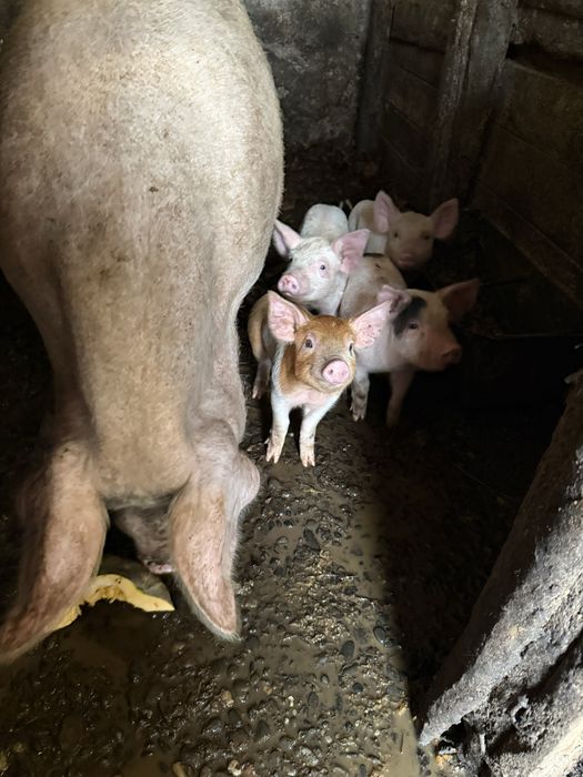 Свині домашні продаємо