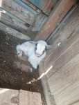 Cabrito para doar