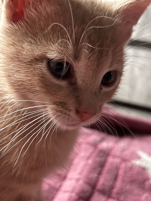 Отдаю бестплатно маленьких двух котят