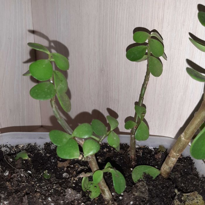 Бонсай портулакария африканская