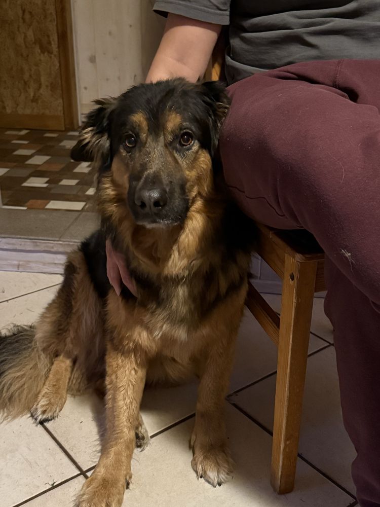 Uroczy piesek w typie owczarka do adopcji