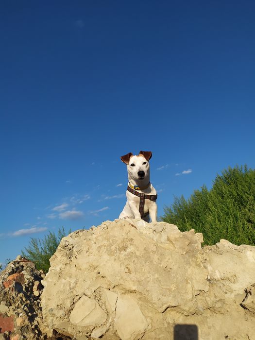 Кобель Джек Рассел в'язка.