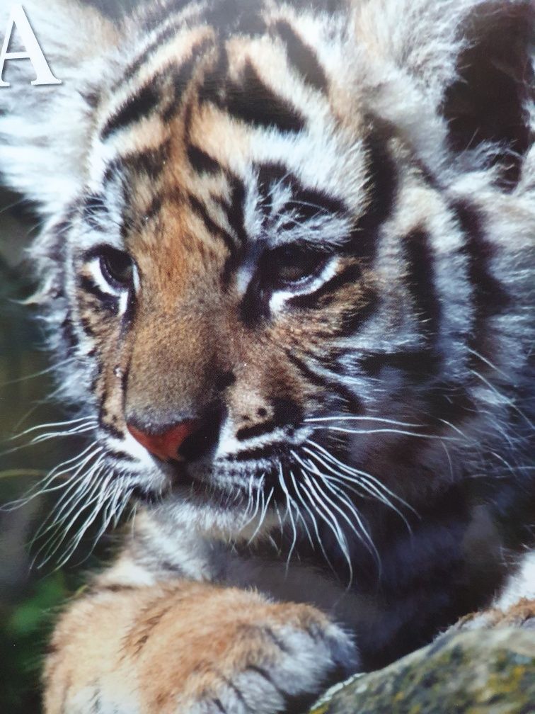 Encyklopedia zwierząt świata
