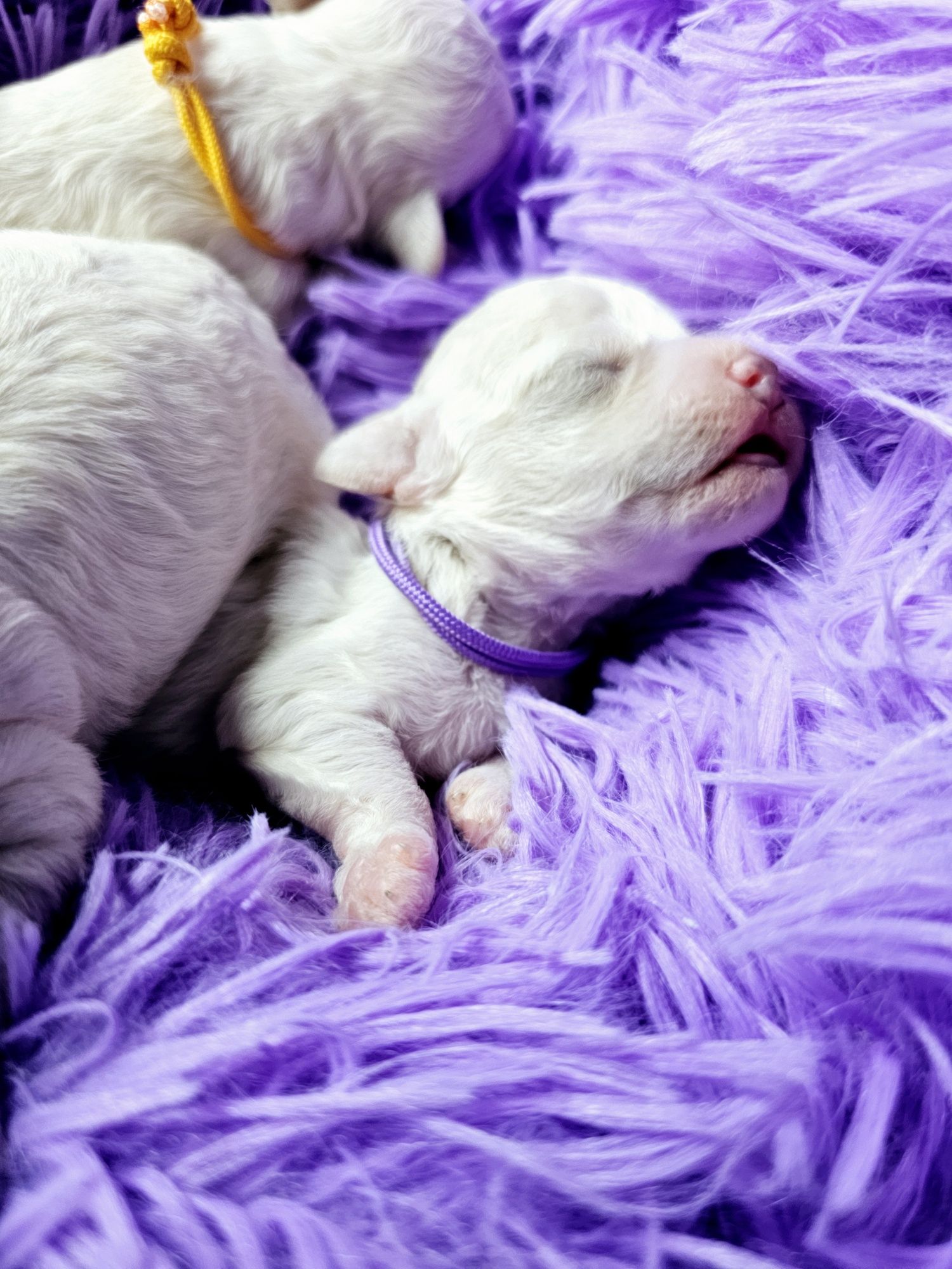 Bichon frise Cotton Monkey FCI ZkwP sunia