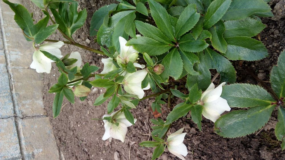 Морозник морозник