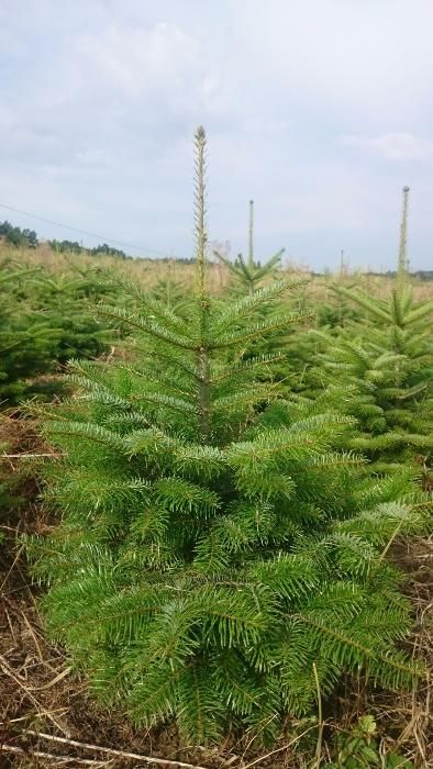 Jodła Kaukaska KOPANA 150/175 OKAZJA PRODUCENT Sw Srebrny