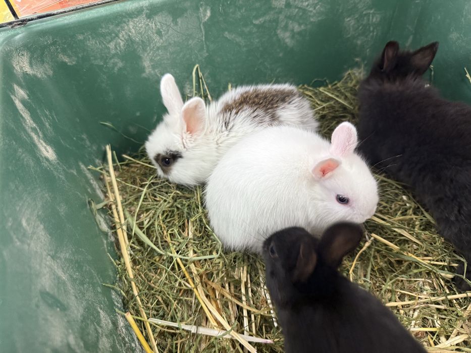 Белый кролик МИНИ (до 900 грамм)