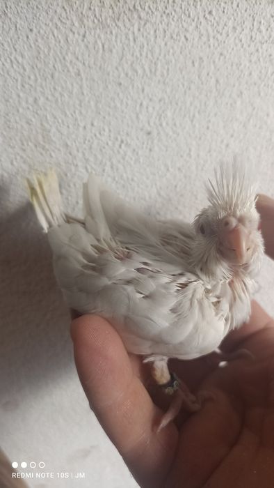 Caturras bebés "colapsitas" para criar à mão