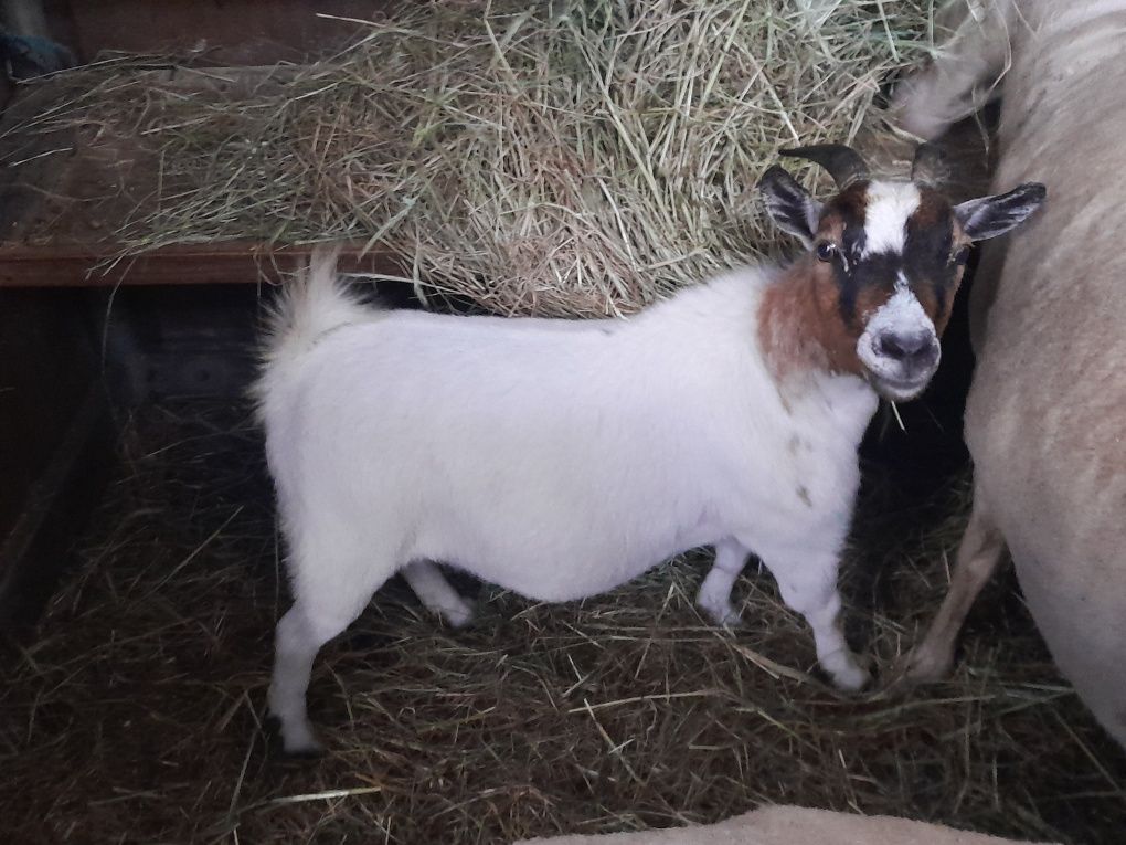 cabras anas cheias paridas machos e crias