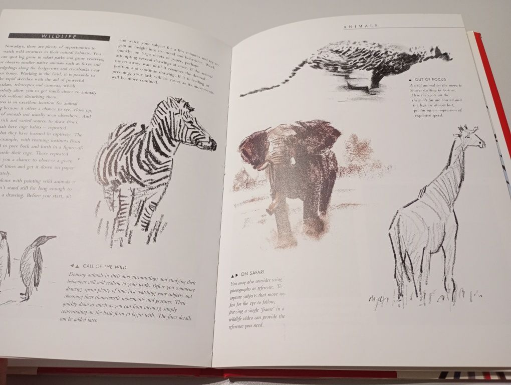 How to draw anything Angela Gair
