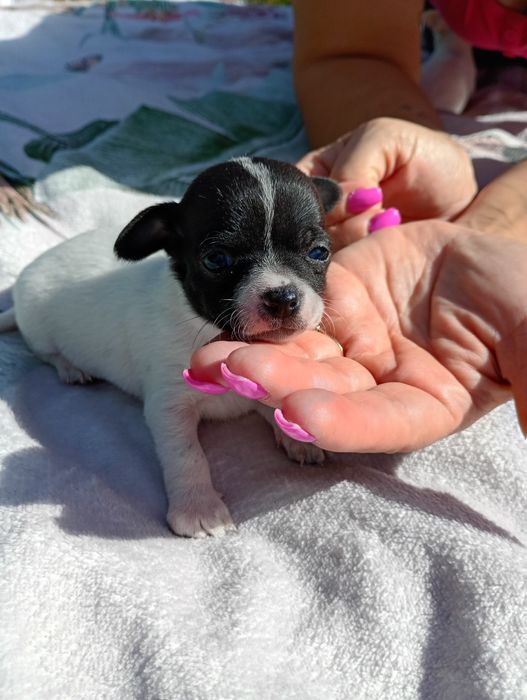 Chłopiec chihuahua