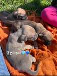 Biszkoptowe, kolorowe Szczenie cane corso odbior sierpien