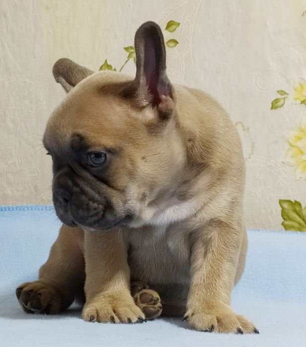 Малыш франичек бульдог