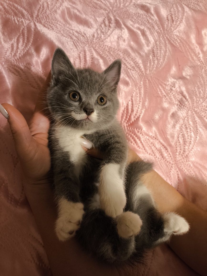 Шотландські кошенята