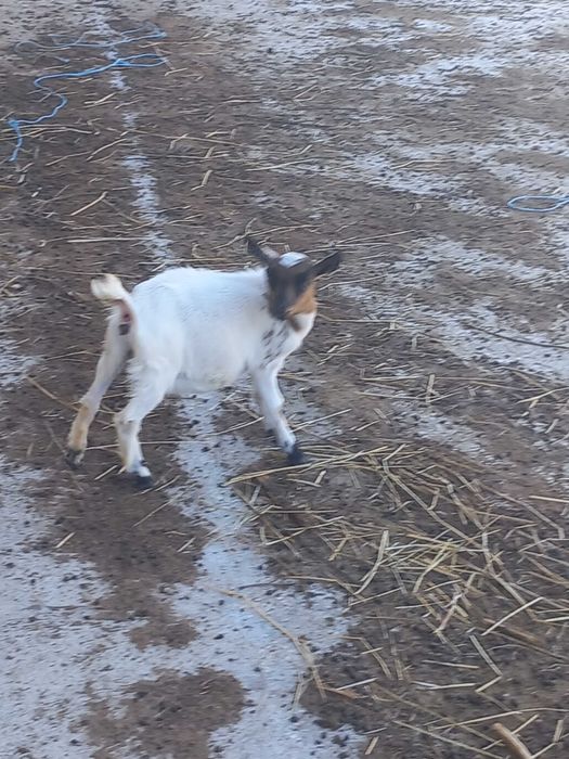 Cabrinhas micro anãs F/M