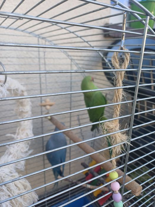 Aleksandreta obrożna