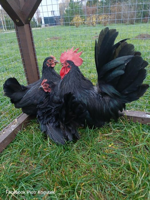 Chabo kogut i dwie kury