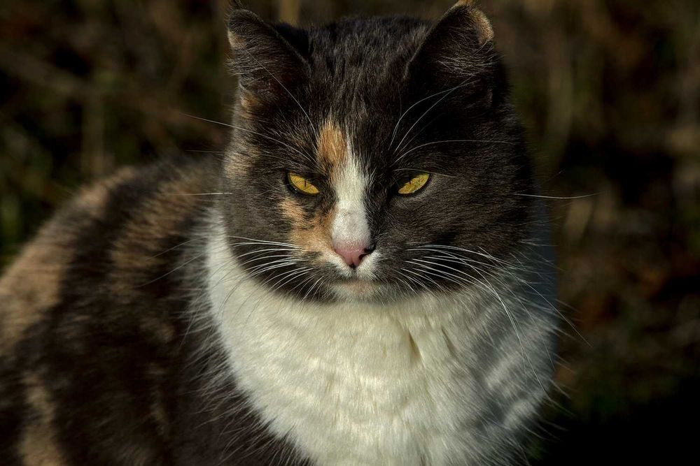 Продам Canon EOS 7D.