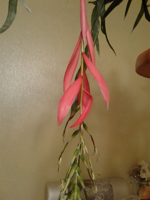 Більбергія ( сльози королеви)