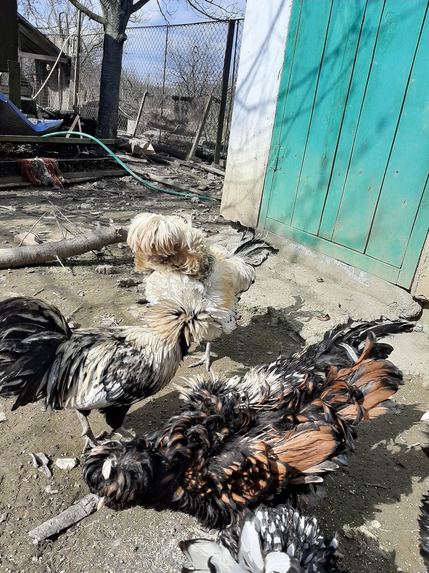 Падуан яйце на інкубацию