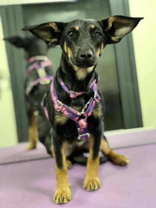 Szczeniak do adopcji. Suczka Salsa szuka domu!