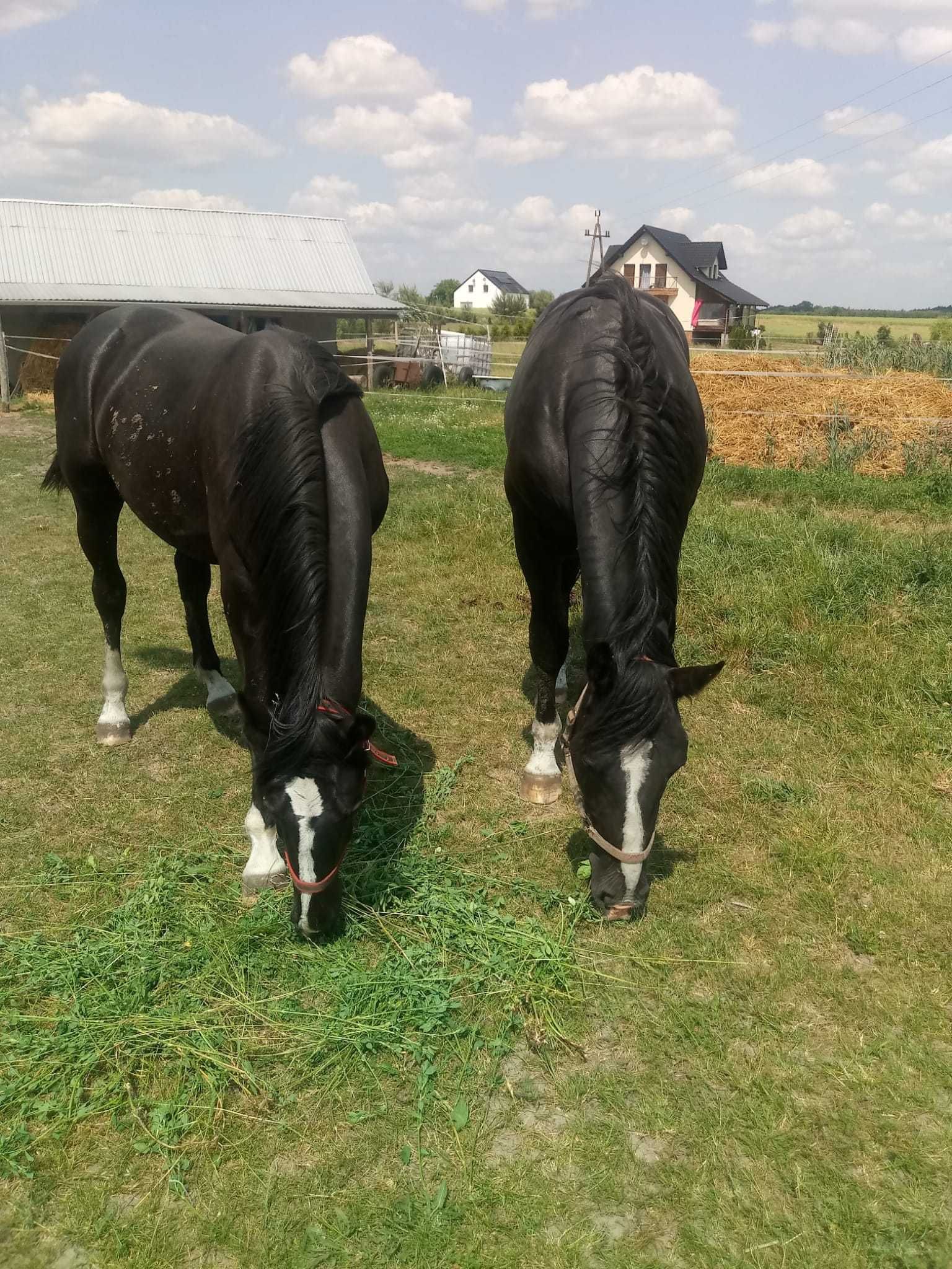 Para pięknych ogierów