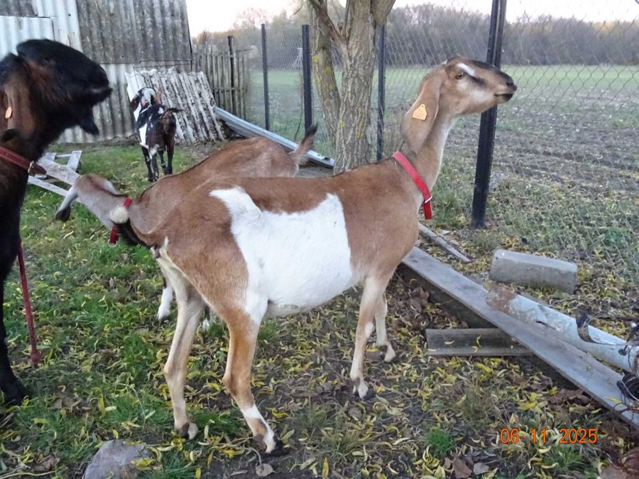 kozy anglonubijskie , kozioł anglonubijski, likwidacja stada