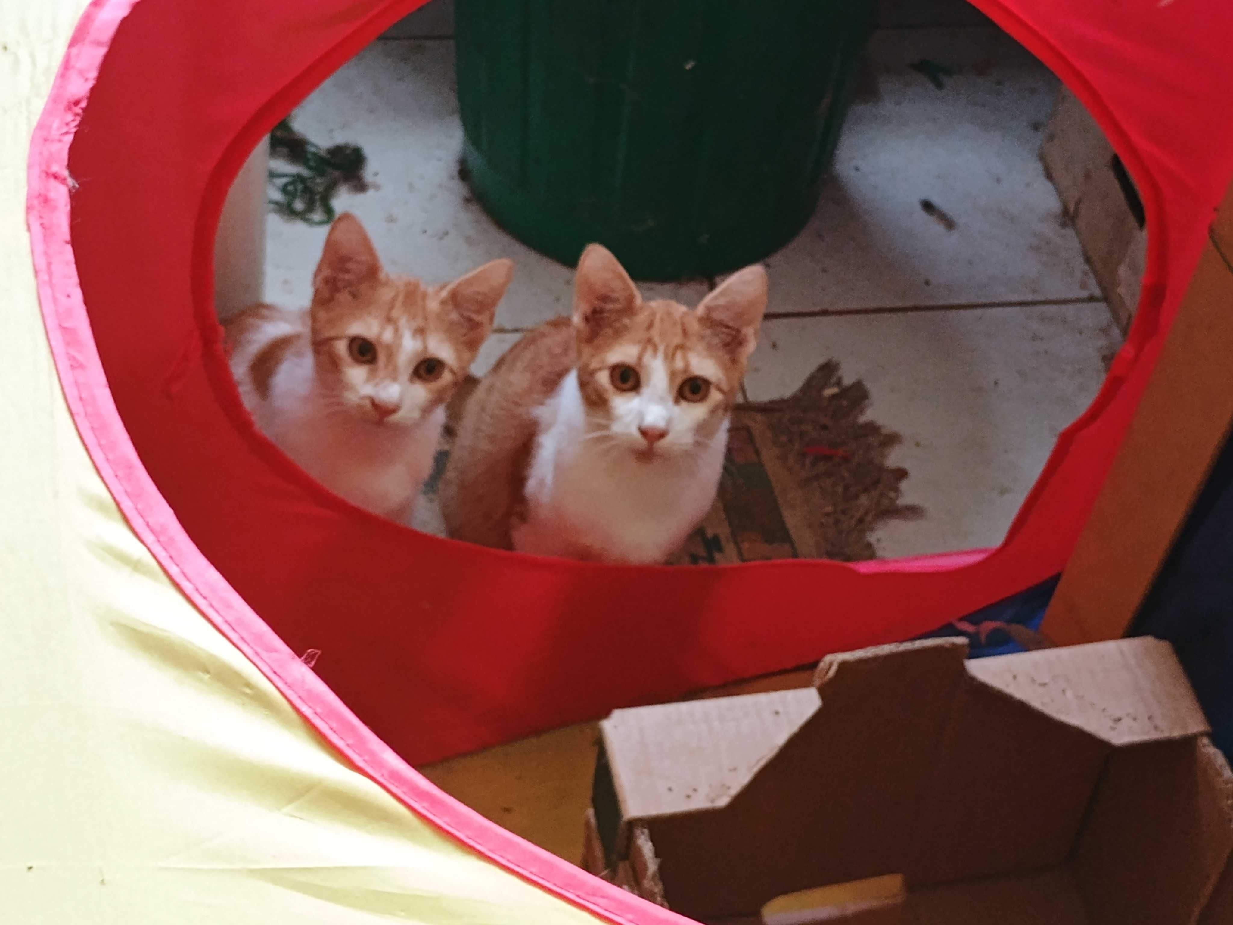 Gatinhos amarelos