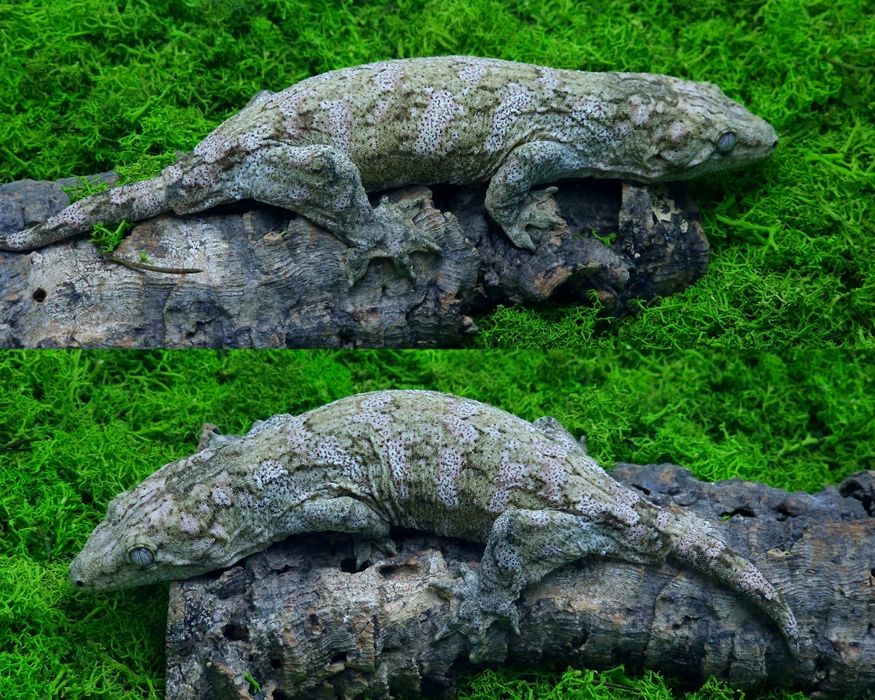 5. Gekon Olbrzym PI 72g samica  Egzocity Transport