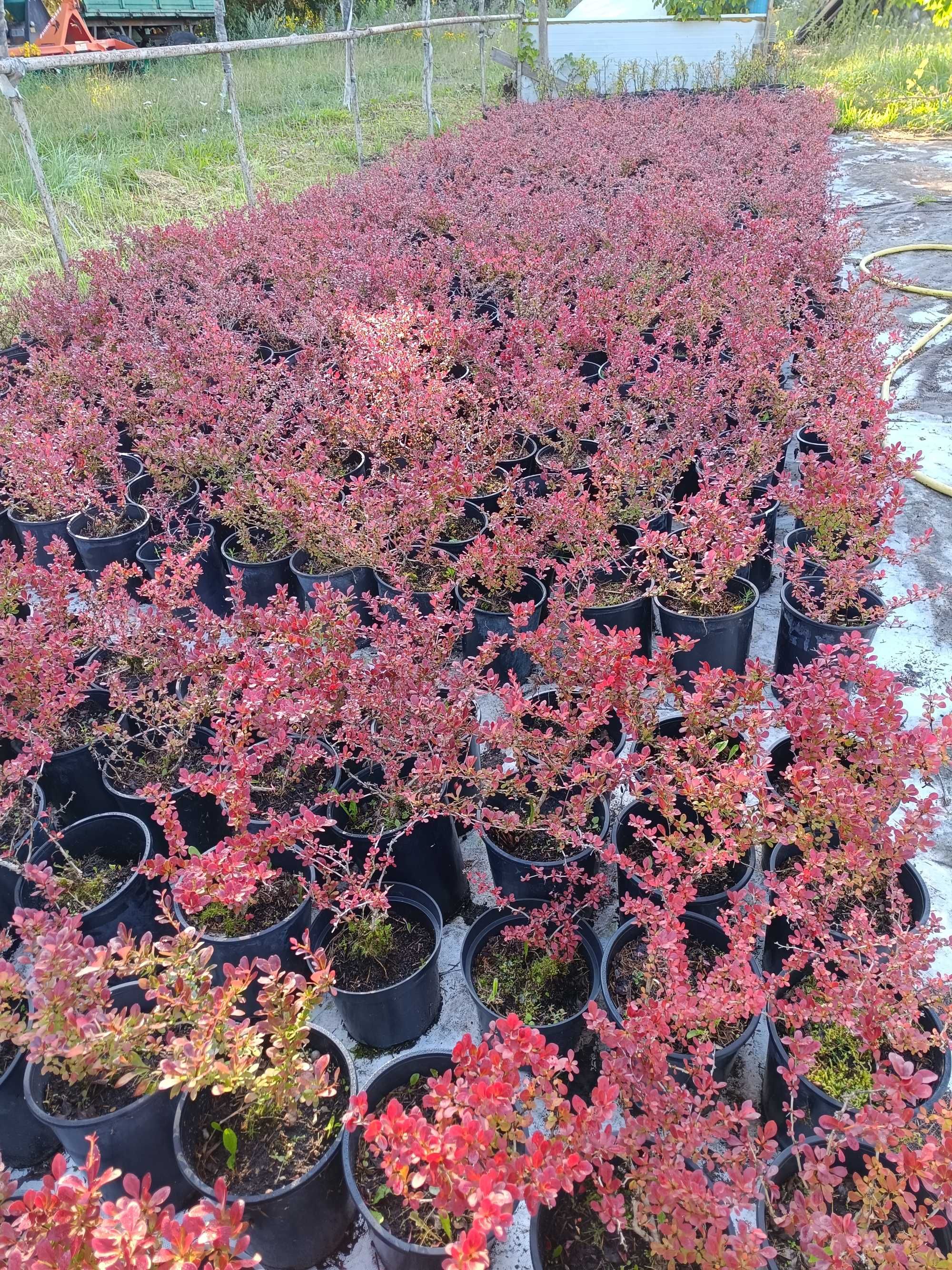 Berberys atropurpurea Nana