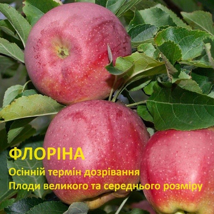 Лимонник Лохина Ківі Клубника Гумі Кізіл Груша Яблуня Магнолія Сакура