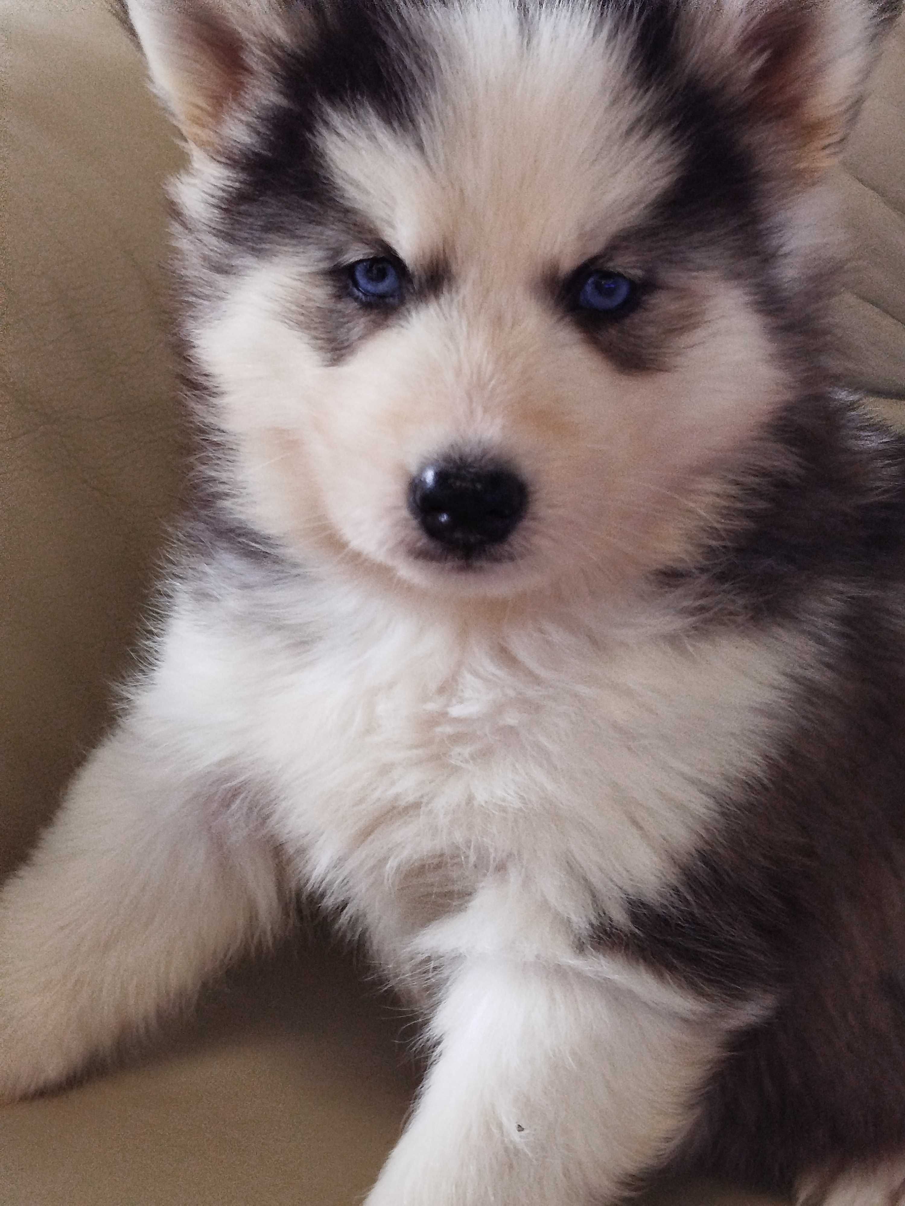 Siberian Husky piesek tel.-5.7.5.3.0.2.0.3.9.