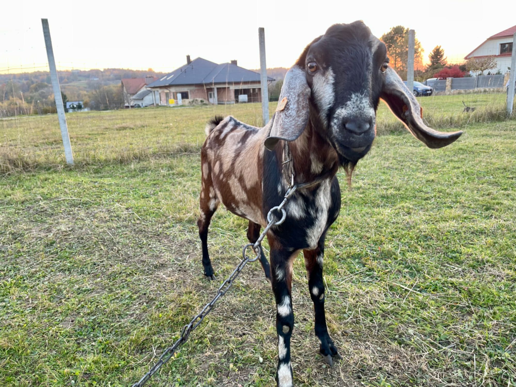 KOZIOŁ An anglonubijski