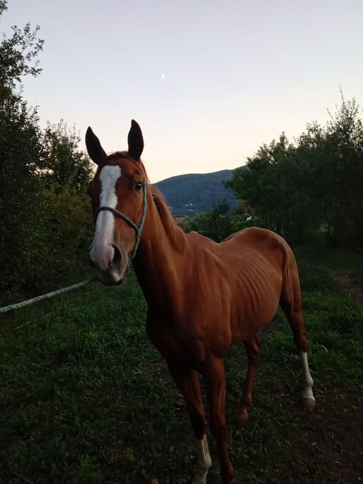 Para venda cavalo PSI