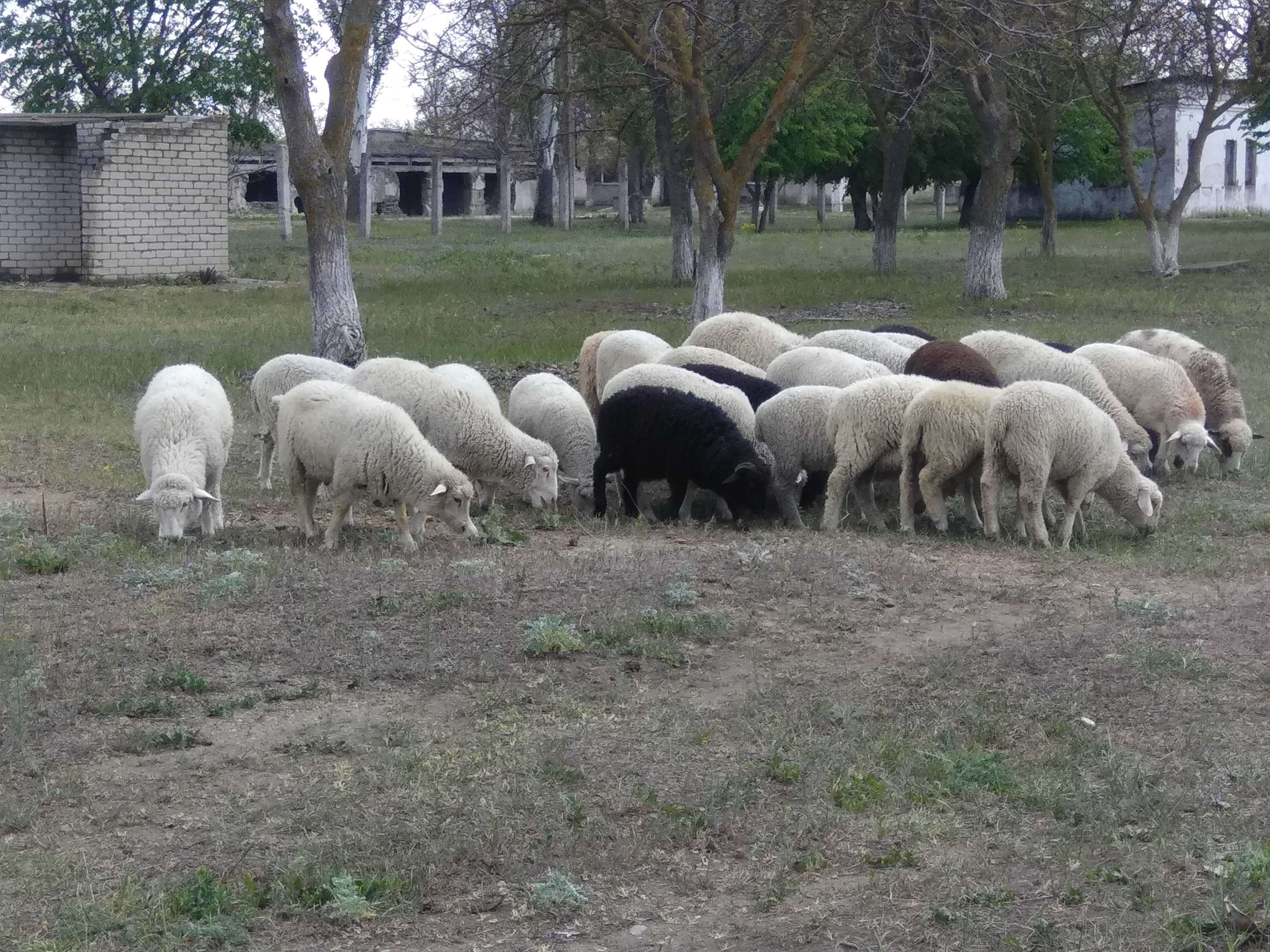 Ягнята баранчики овцы