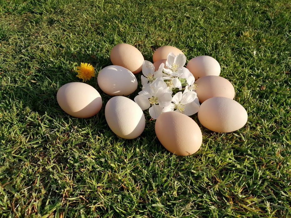 Świeże jaja wiejskie
