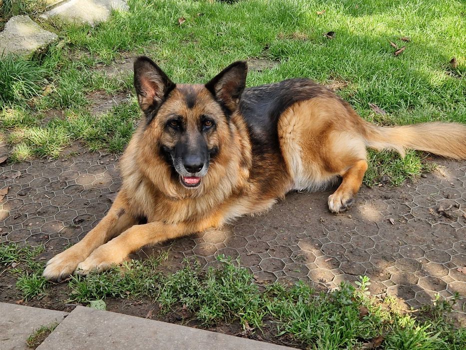 Hera, starsza owczarka czeka na dom