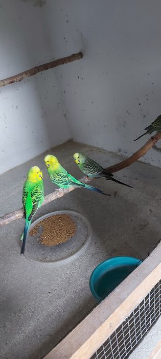 Papuga falista samiec