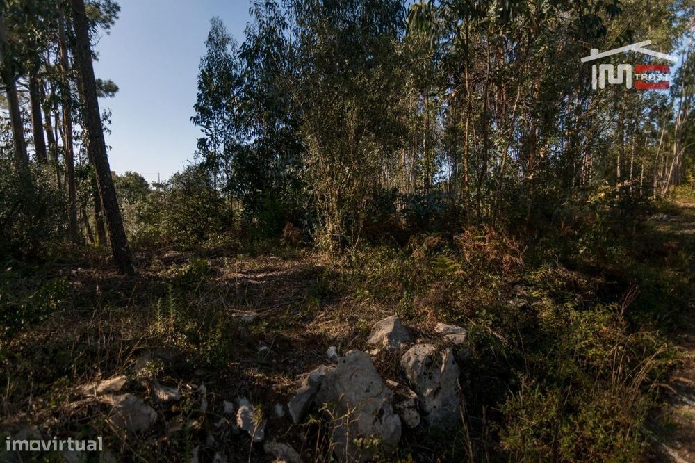 Terreno Rústico Com Pinhal, Eucaliptos E Olival