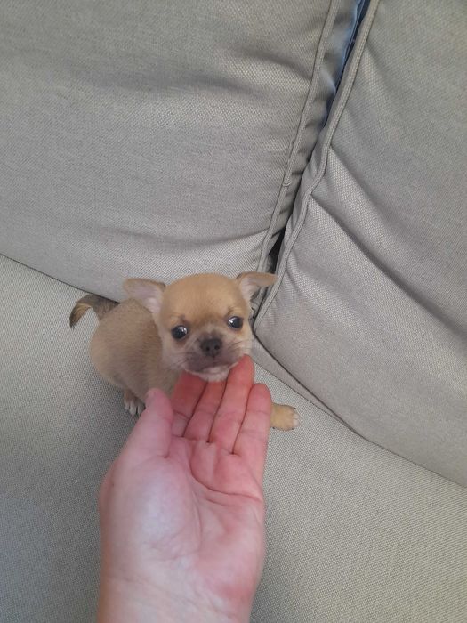 Маленьке щастячко шукає відповідальних батьків