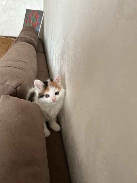 Віддам кошеня в добрі руки