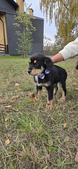 12 tyg. maleństwo szczeniak pilnie szuka domu!