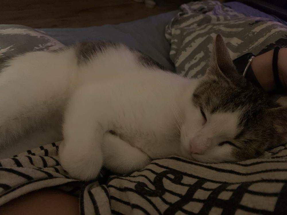 Groszek- ok 8 miesięczny kotek do adopcji!