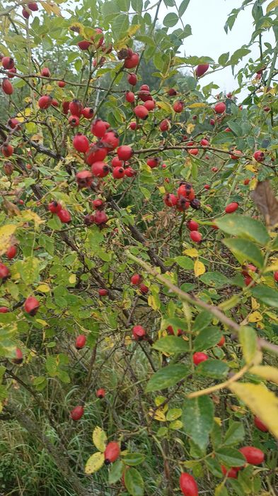 Sprzedam owoce dzikiej róży