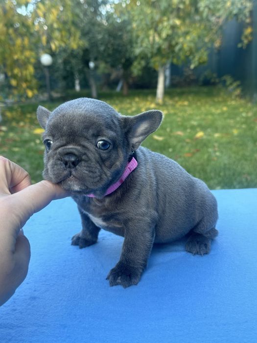 Невгамовні , лагідні французькі бульдожки