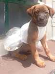 Cães bebés para adoção